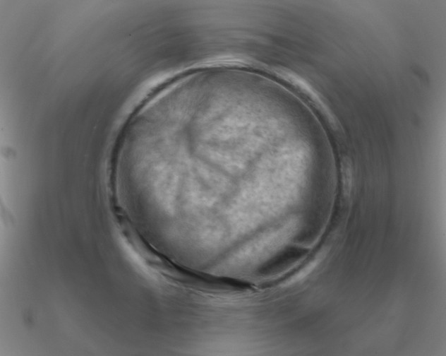 X0000090631422200708071236