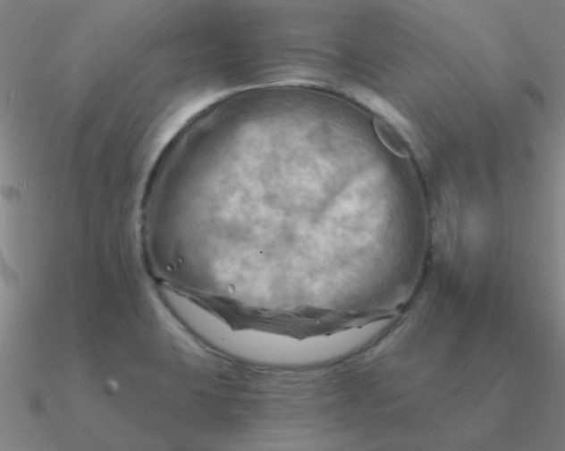 X0000090631423200708071236