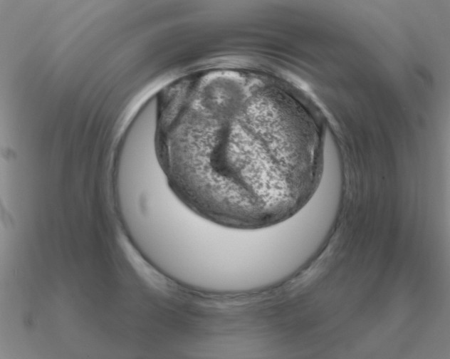 X0000090631426200708071236