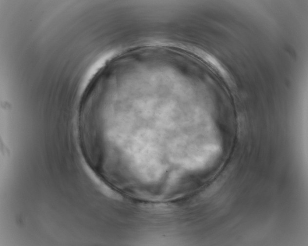 X0000090631432200708071236