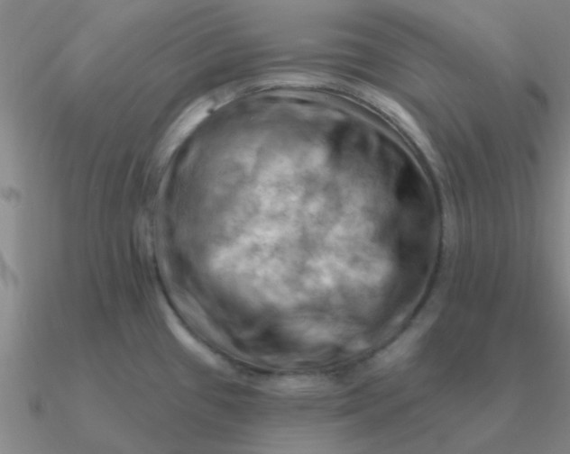 X0000090631433200708071236