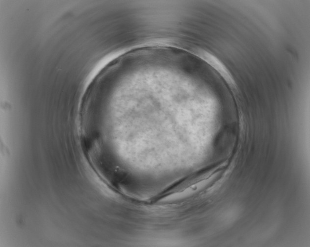 X0000090631436200708071237