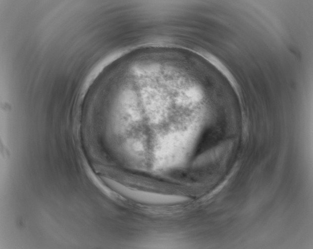 X0000090631437200708071237