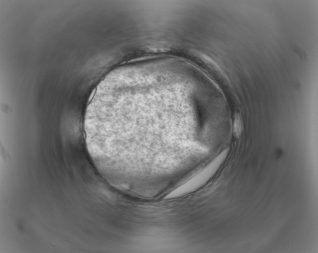 X0000090631444200708071236