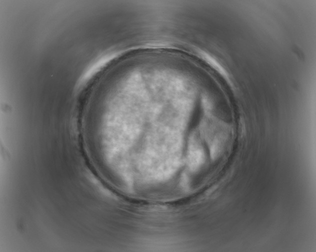 X0000090631456200708071236