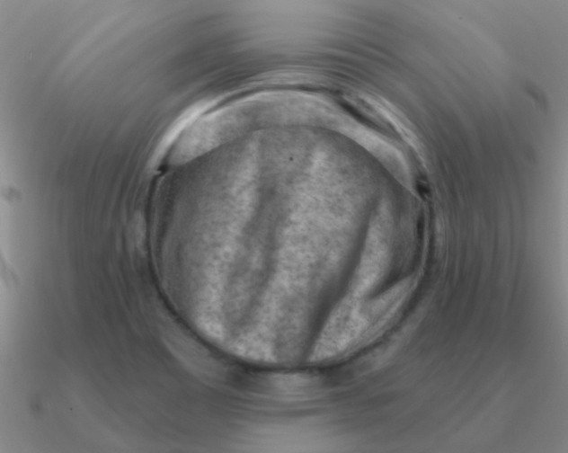 X0000090631465200708071235