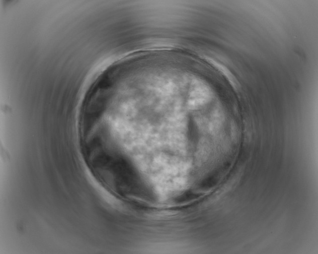 X0000090631475200708071235