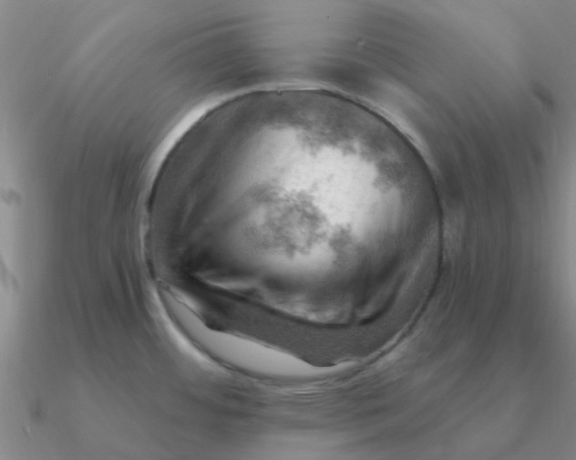 X0000090631484200708071235