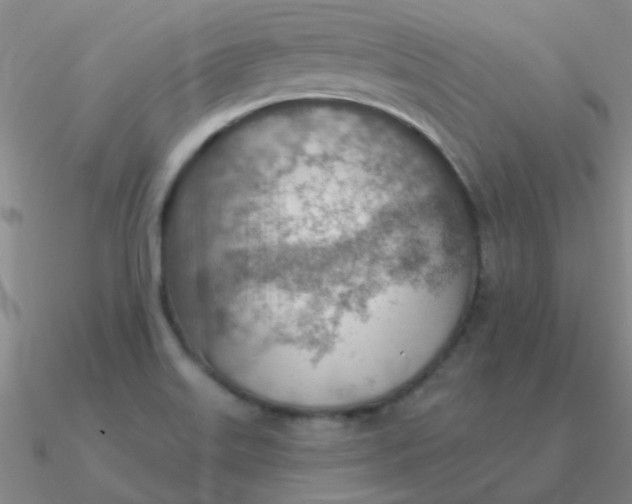 X0000090631515200708071235