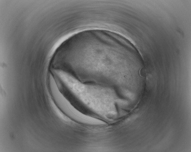 X0000090631523200708071235