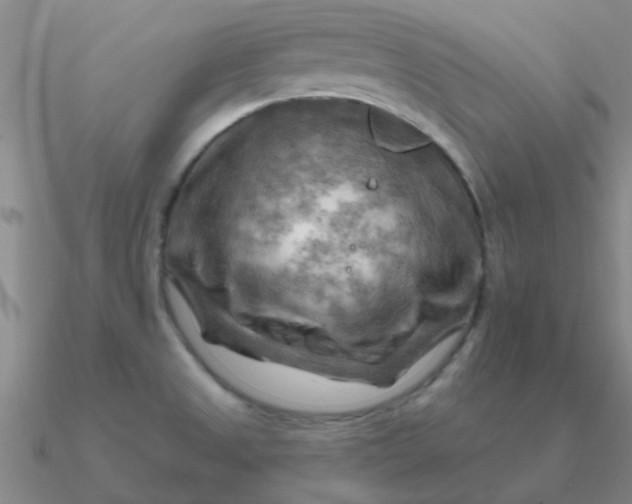 X0000090631525200708071235