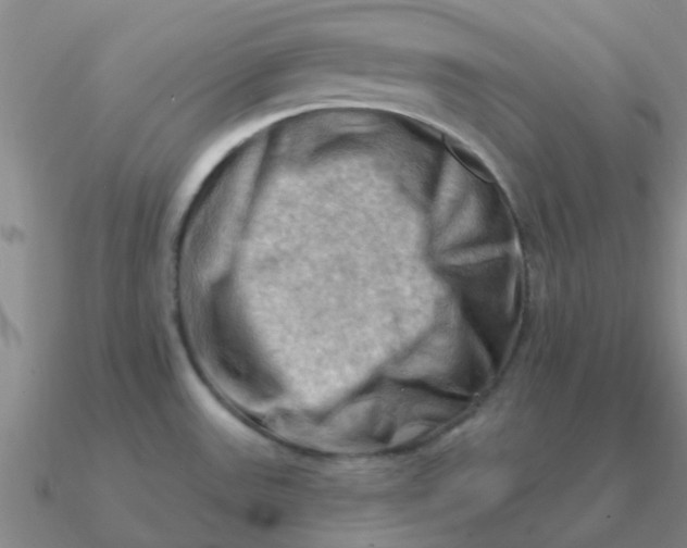 X0000090631531200708071235