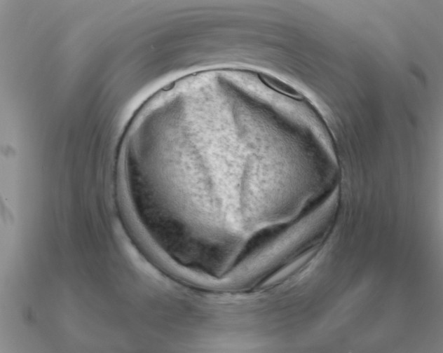 X0000090631534200708071235