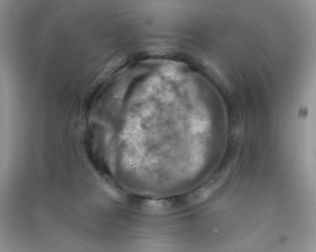 X0000090630277200708141440