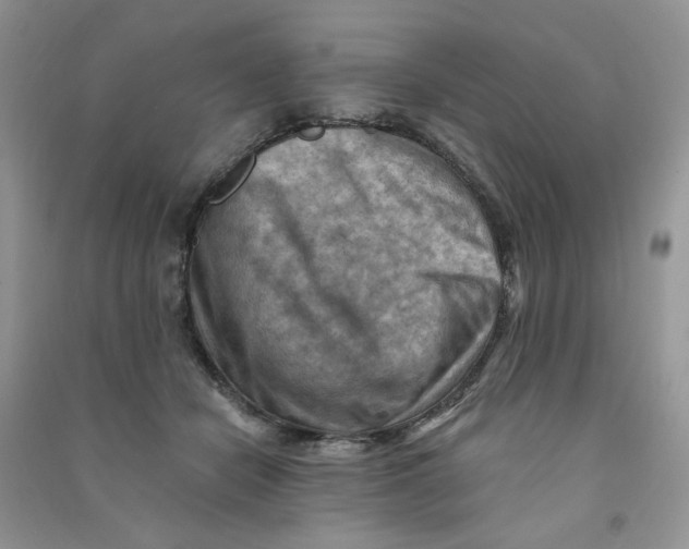X0000090630462200708141438
