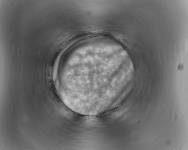 X0000090630528200708141437