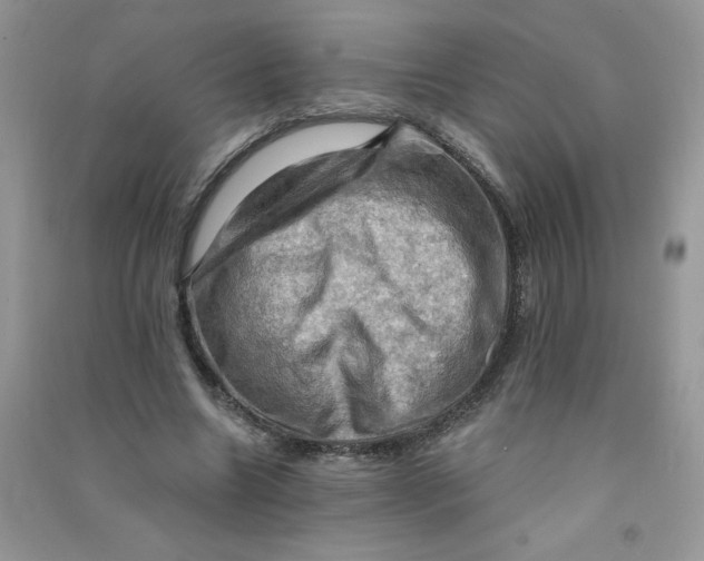 X0000090630538200708141436