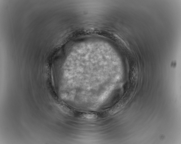 X0000090630659200708141435