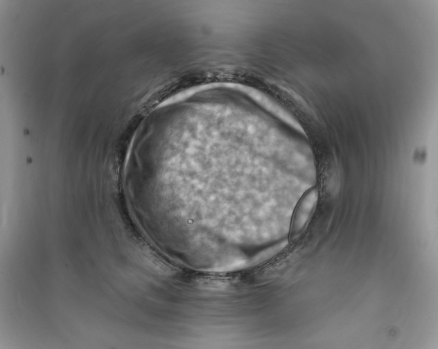 X0000090630661200708141435