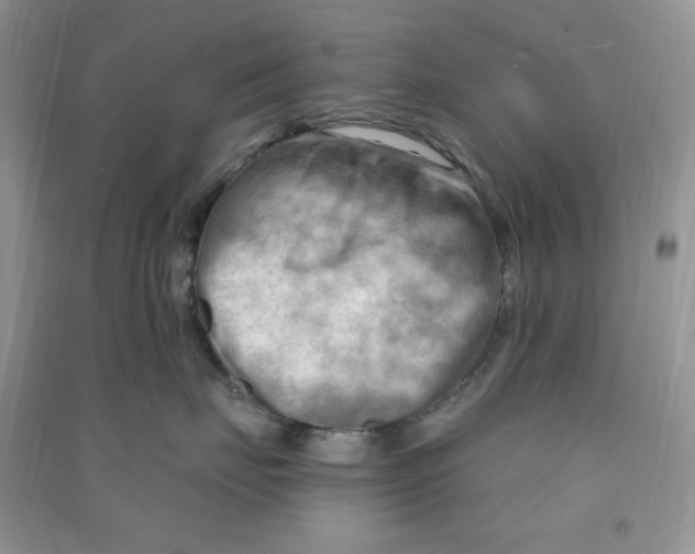 X0000090630671200708141435