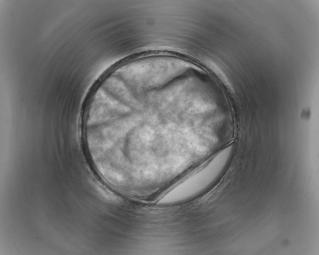 X0000090631076200708141429