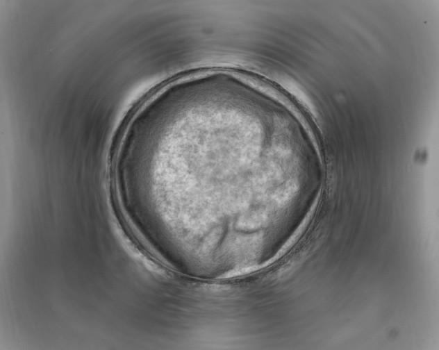 X0000090631088200708141429