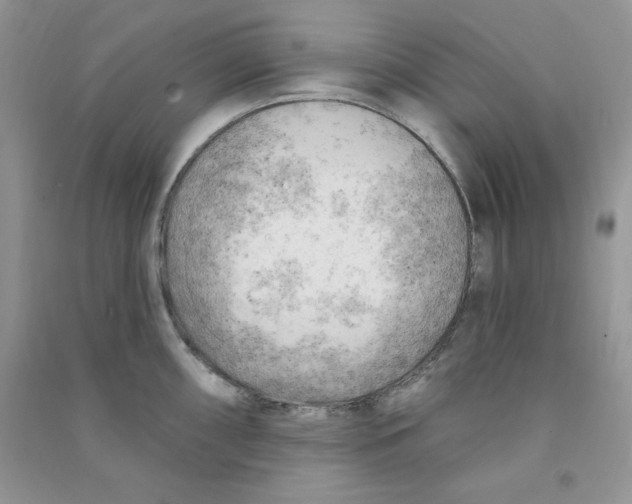 X0000090631098200708141429