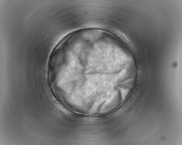 X0000090631236200708141427
