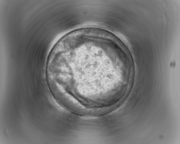 X0000090631296200708141426