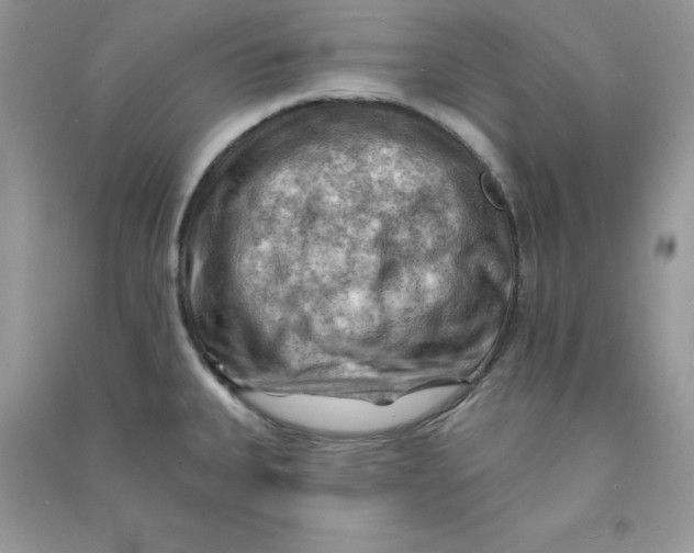 X0000090631335200708141426