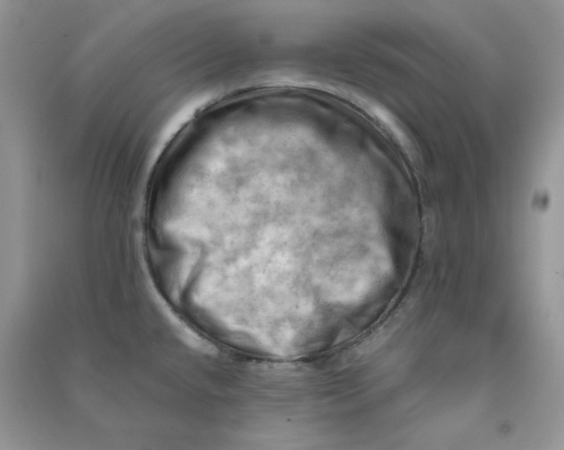 X0000090631432200708141424