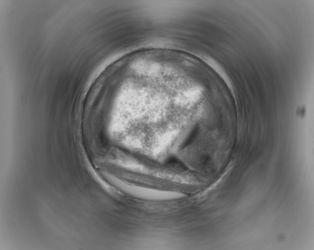 X0000090631437200708141424