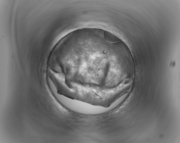 X0000090631525200708141423