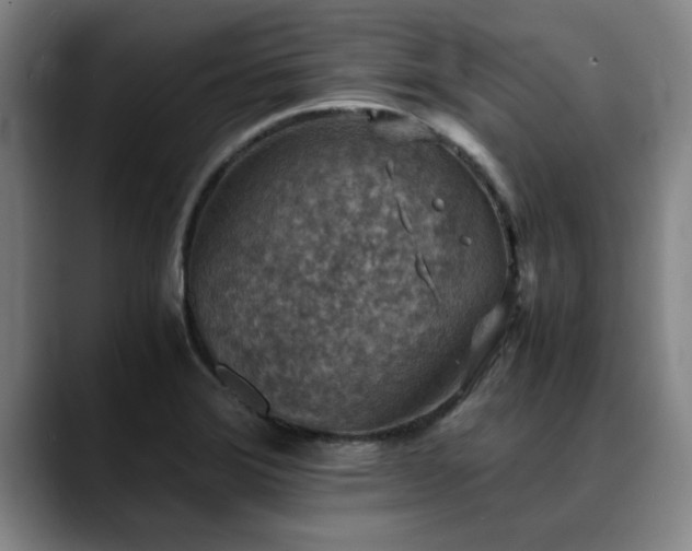 X0000090701372200707201150