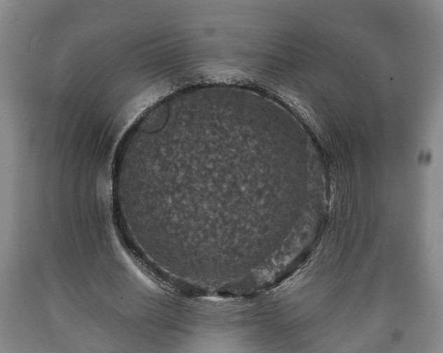 X0000090700630200707271109