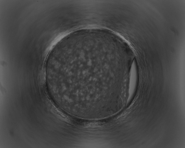 X0000090701367200708031405