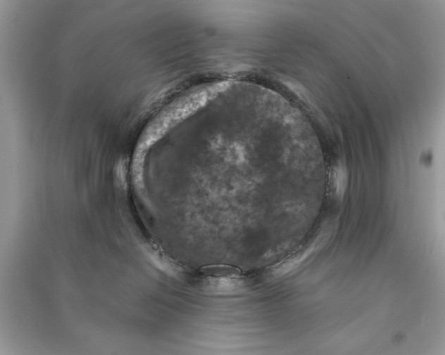 X0000090700286200708101449