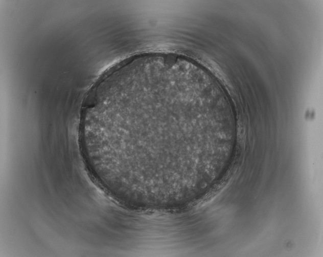 X0000090700434200708101445