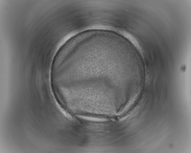 X0000090701237200708101435