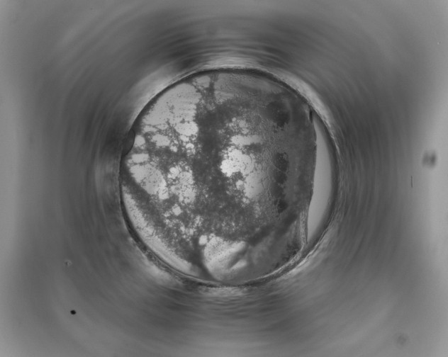 X0000090701337200708101433