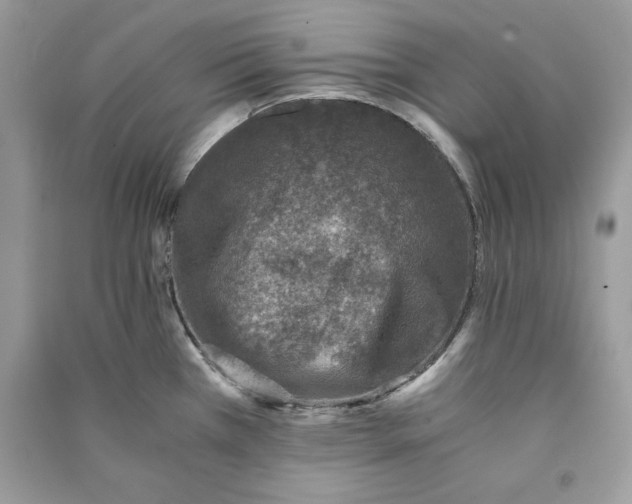 X0000090701385200708101432