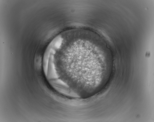 X0000090700024200708171855