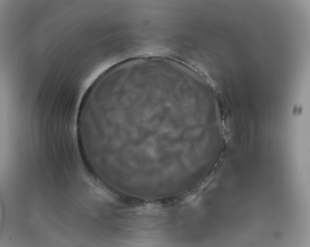 X0000090700196200708171853