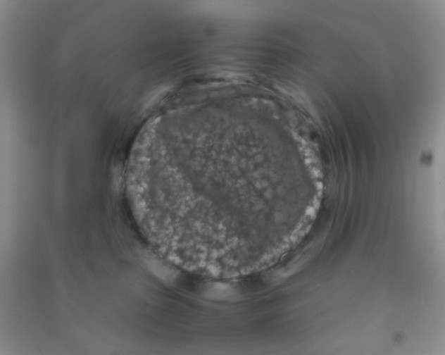 X0000090700285200708171852