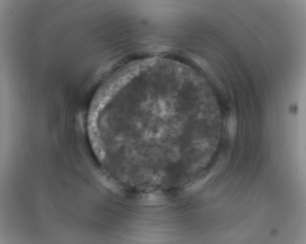 X0000090700286200708171852