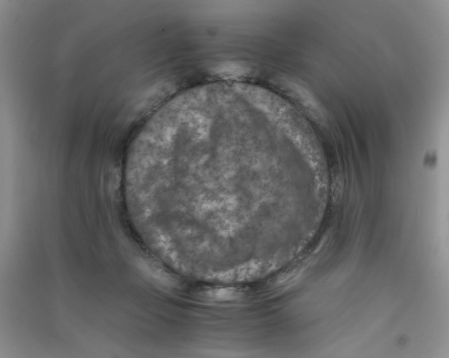 X0000090700365200708171851