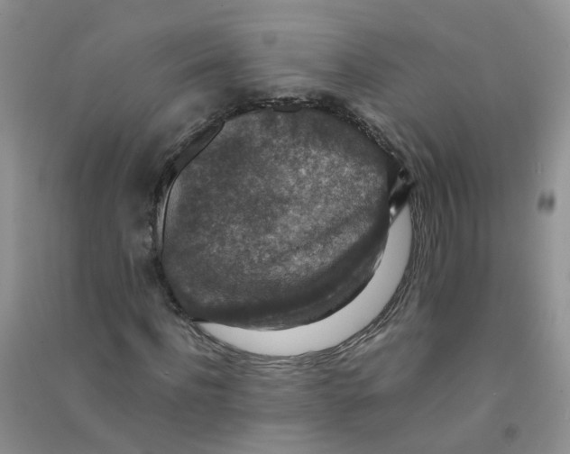 X0000090700916200708171843