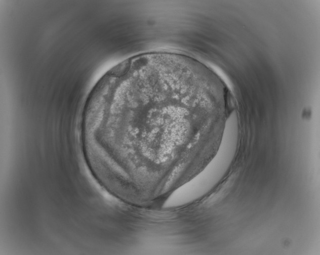 X0000090701007200708171842