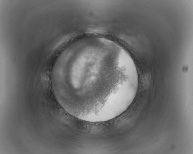 X0000090701254200708171839