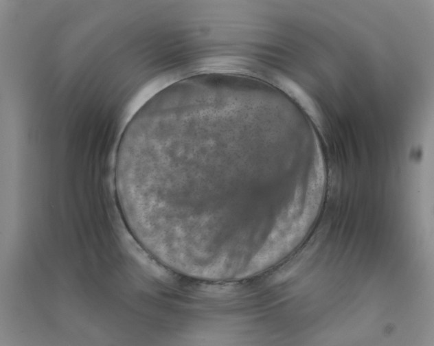 X0000090701386200708171837